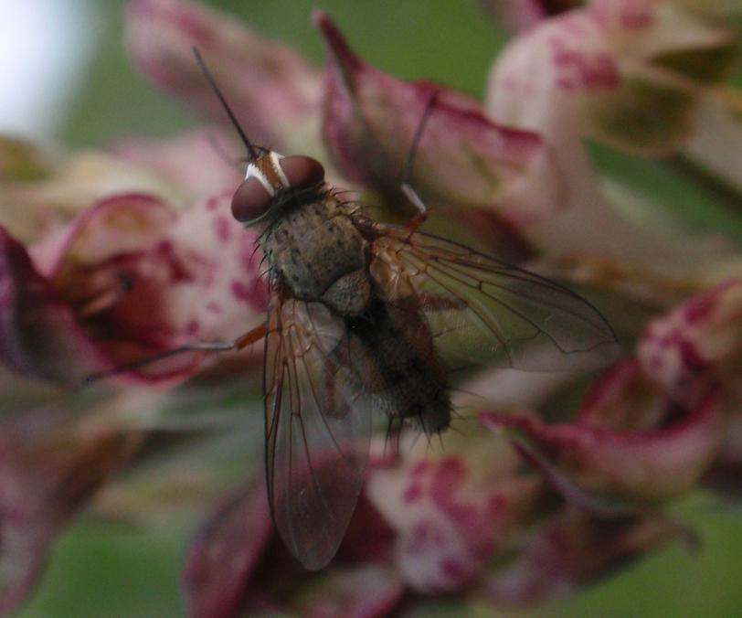 Mosca su orchidea spontanea Prosena siberita (Tachinidae)